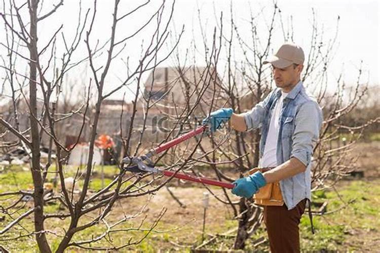 沙糖桔应该几月份施钾肥 如何做好种植管理