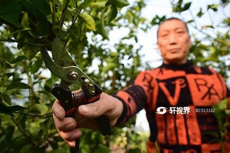 果树什么时期喷施叶面肥,上色增甜膨大用什么肥料好,叶面肥促花保果怎 ...