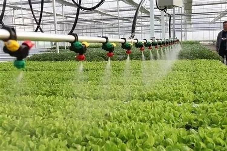 养鱼放什么水草最合适