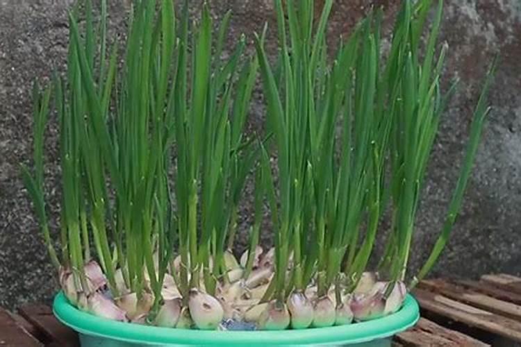 蒜苗种植是否能用钾肥