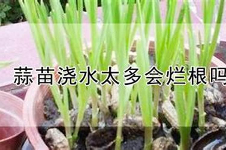 蒜苗种植需要用哪种肥料？施什么肥能让幼苗长势旺？