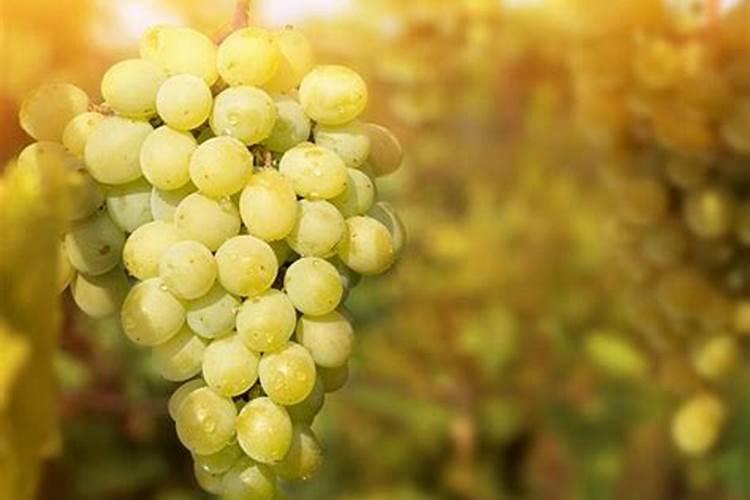 阳光玫瑰硬核期果粒发蔫怎么回事？