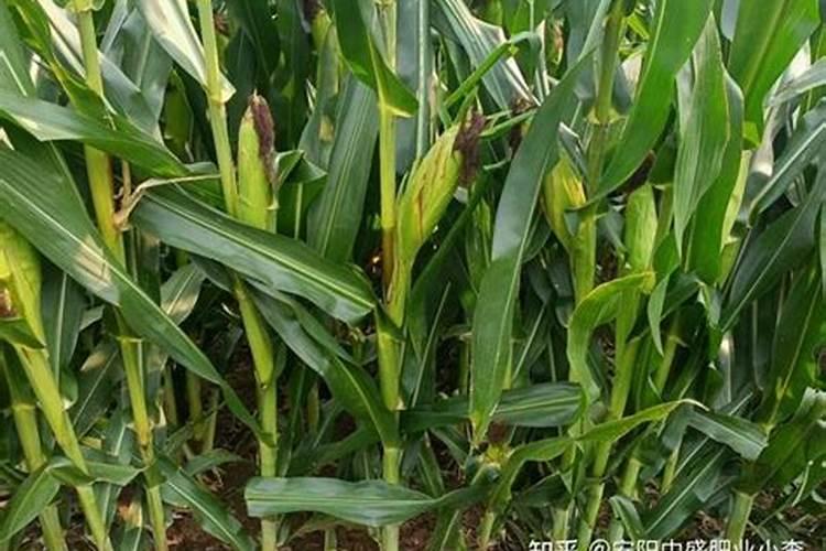 14羟基芸苔素甾醇使用方法