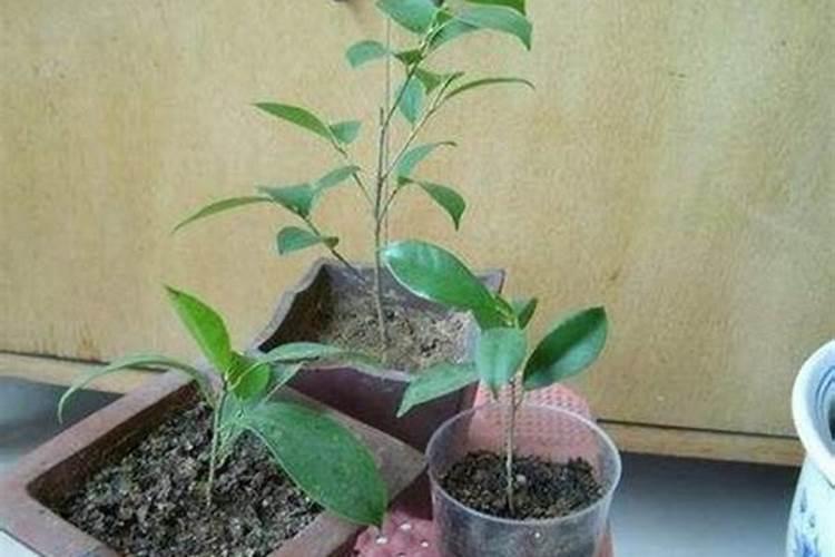 氮肥是如何生产的