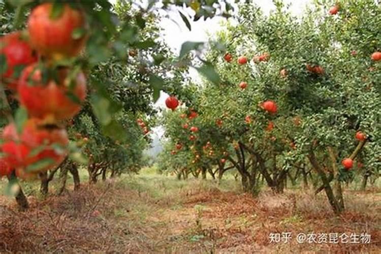 大樱桃什么时期用硼肥和磷酸二氢钾？请问大樱桃树什么时候打磷酸二氢钾...