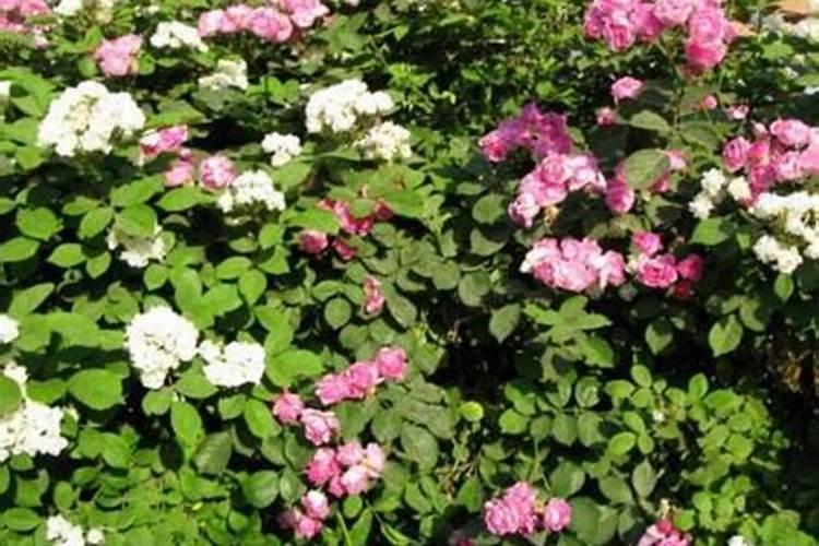 生姜种植需要什么肥料？生姜打什么叶面肥长的快？