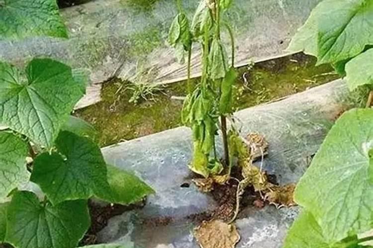 冬季大棚黄瓜如何冲肥