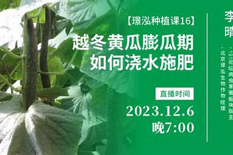 黄瓜几天冲施一次肥？用什么黄瓜水溶肥好