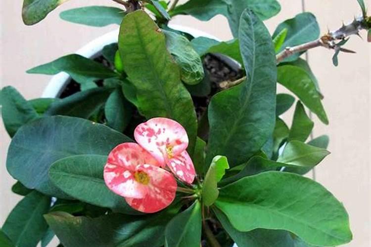 虎刺梅施肥方法和技巧,虎刺梅施肥用量和频次介绍