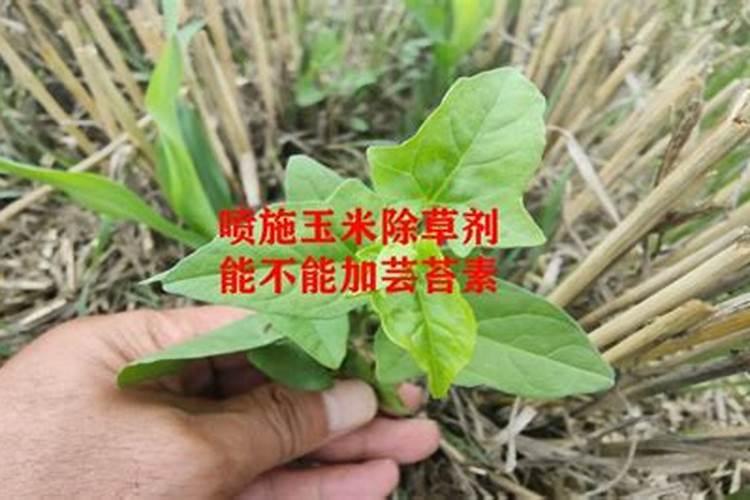 草莓是忌氯作物吗