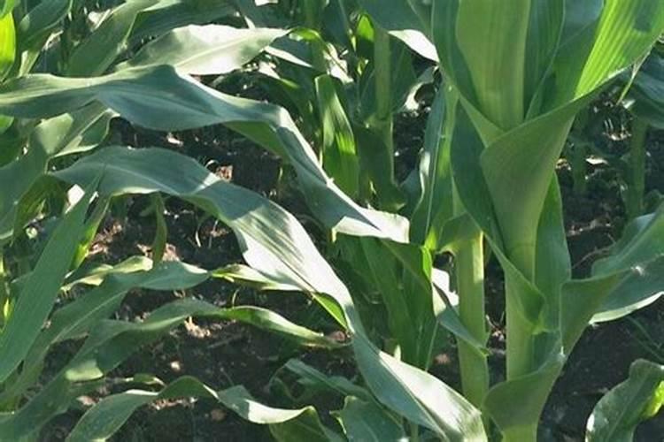 如何提高彩椒的坐果率 彩椒需要怎么种植