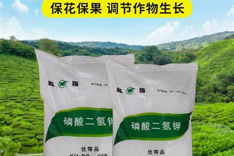 葫芦多久浇一次水