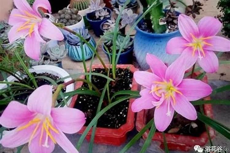 月季开花期间怎么施肥