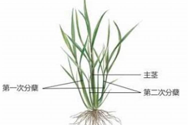 水稻施什么肥料最旺