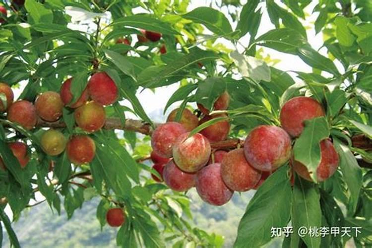 柿子树结柿子后用什么肥料膨果？