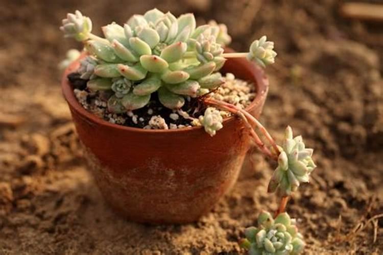 花卉缺少什么肥料如何进行判断