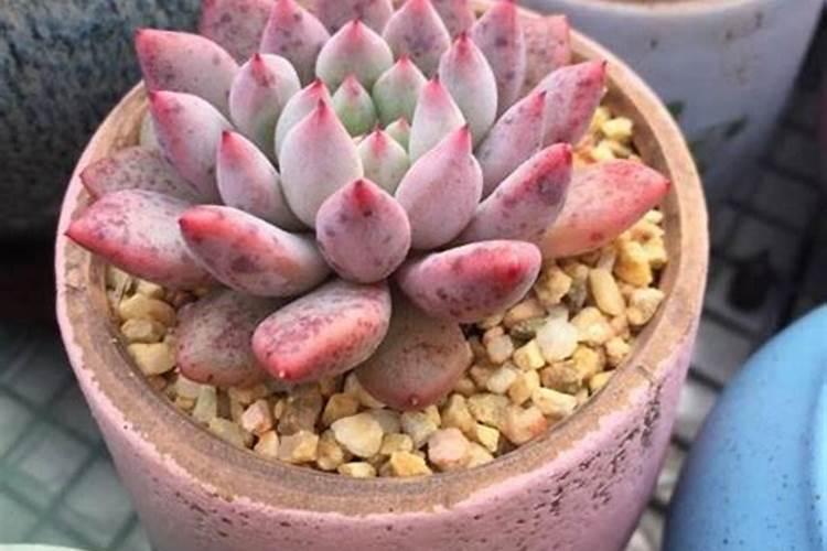 珠芽页面果魔芋用什么追肥