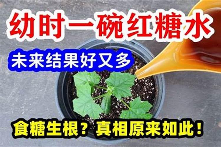 红糖当冲施肥怎么用 红糖当冲施肥如何用