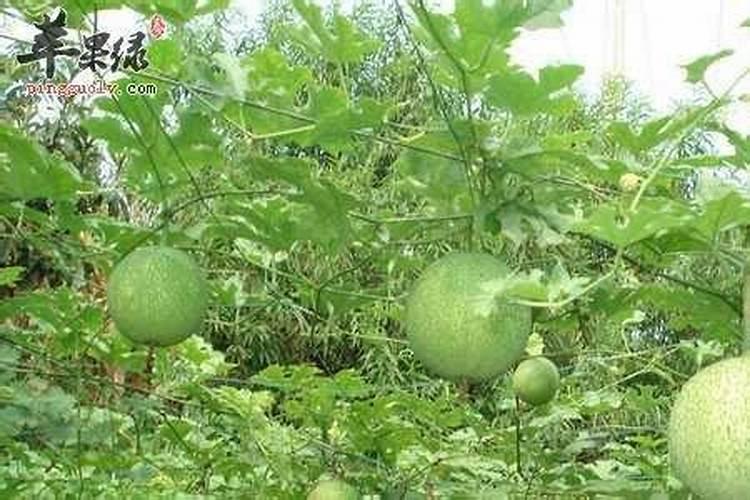 果树促花用什么叶面肥好？