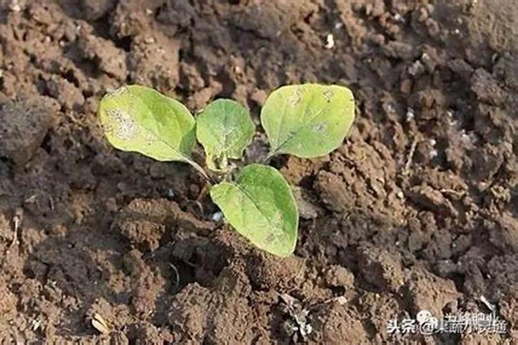 茄子苗移栽后多久施肥