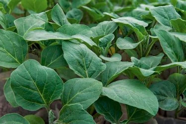 茄子施肥方法和注意事项