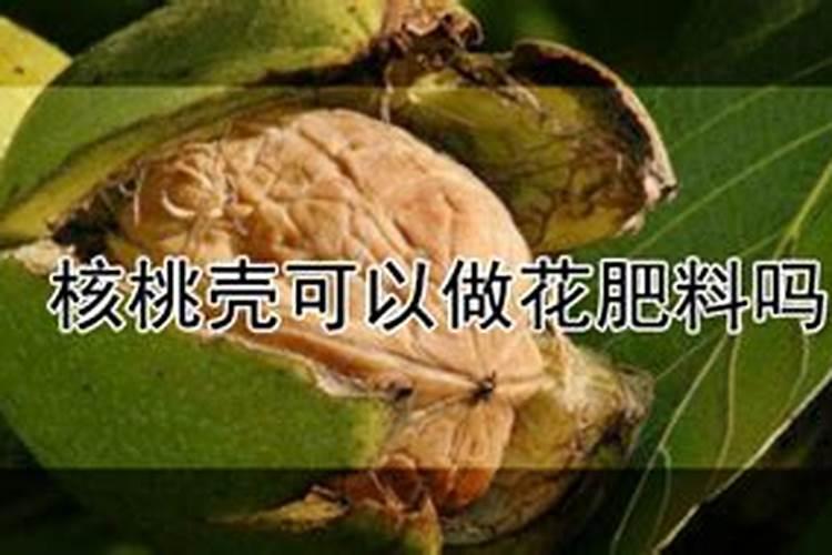 核桃壳能直接做肥料养花吗