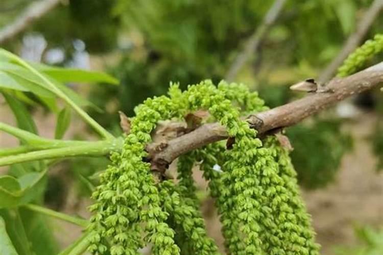 大核桃壳可以用在花草当肥料吗？