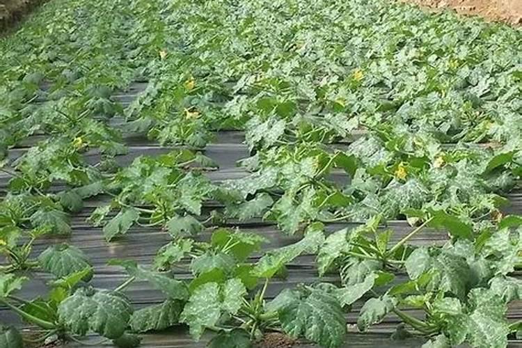 西葫芦的需肥特点和施肥原则是什么