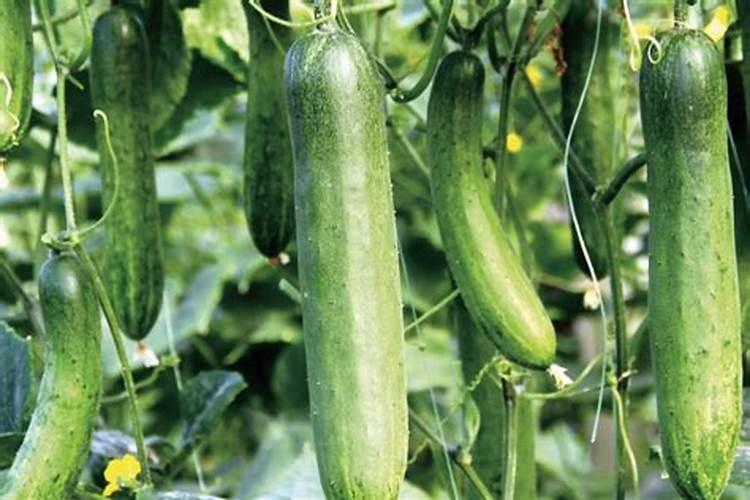 西葫芦地上什么肥料长的快