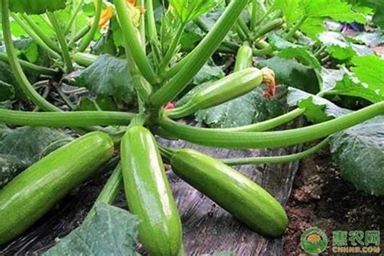 求问西葫芦的根腐病用豪万稼防治好吗？