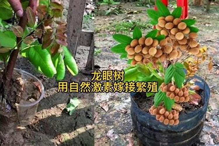 牡丹浇什么肥料合适