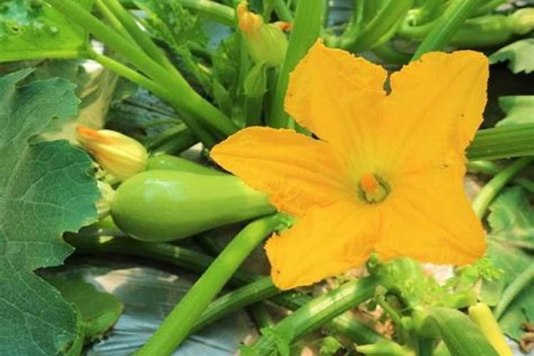 大棚种植西葫芦,在坐瓜后出现瓜不膨大的现象,该怎样处理呢？