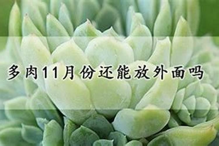 多肉多久施肥一次