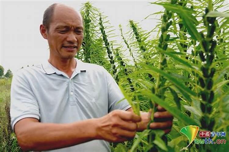 植物杀菌药有哪些