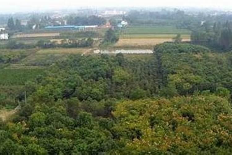 朱槿开花后怎么养 朱槿开花后如何养