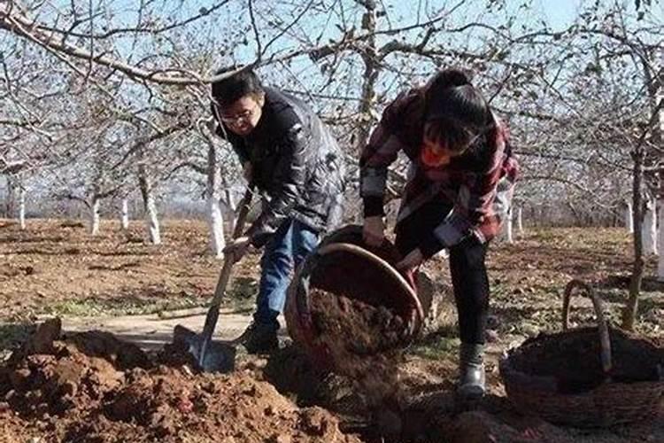 韭菜的最佳肥料是什么