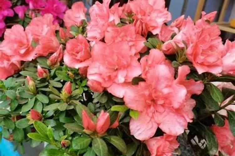 开花植物施什么肥