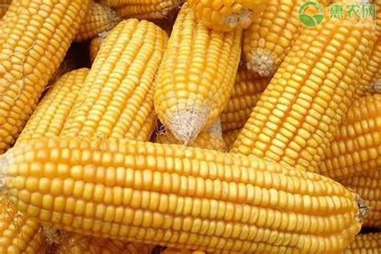 玉米需不需要通过冲施的方式施加钾肥？