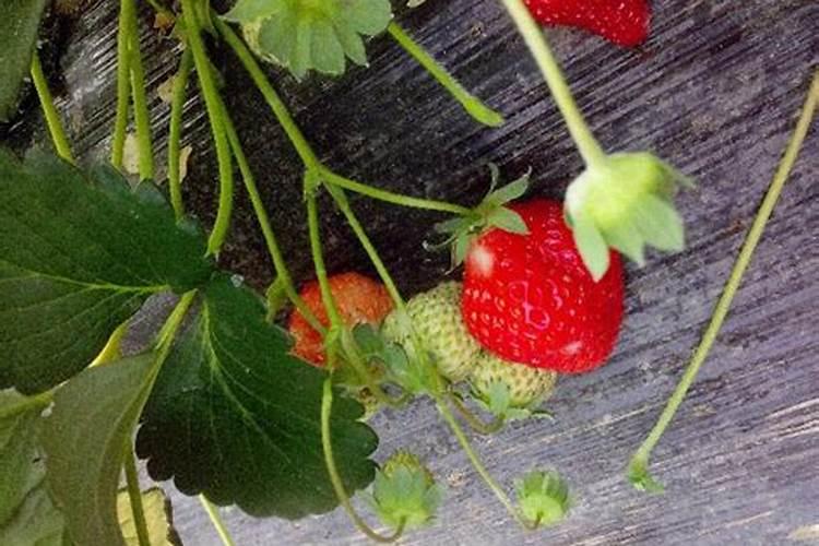 你觉得施肥复合肥好还是营养液好？