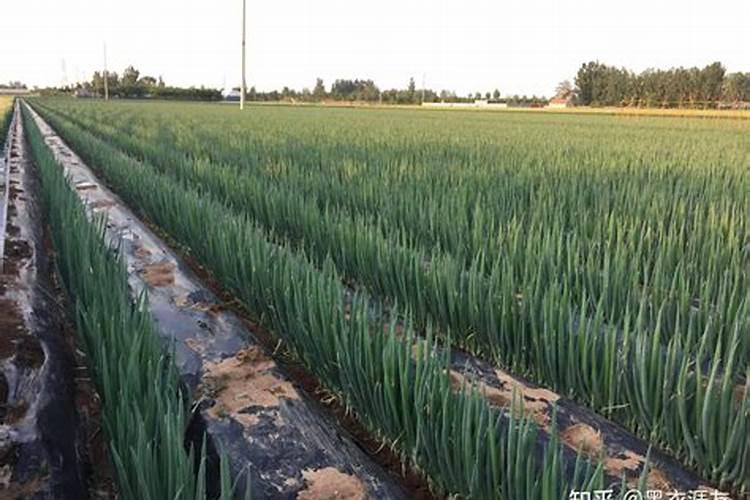 大葱长什么药害怎么办