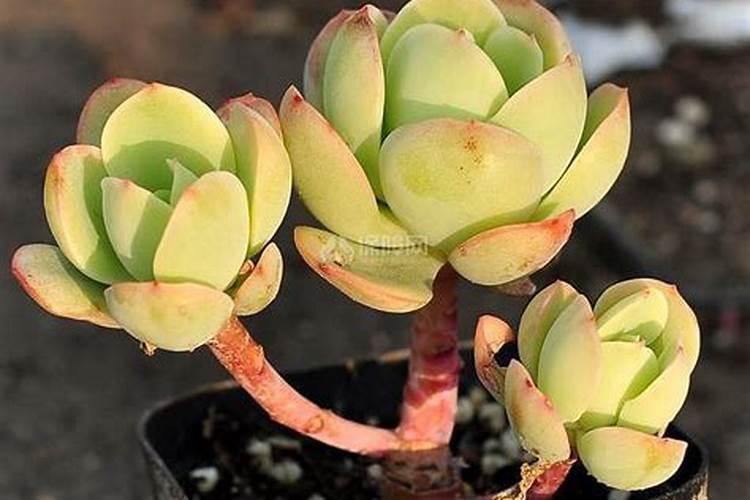 华亭人家景区介绍