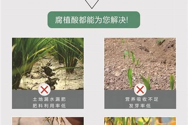 油枯的发酵和使用方法