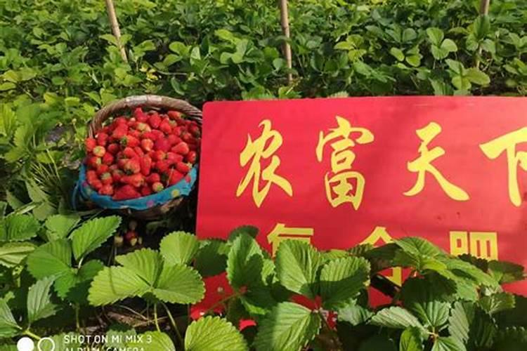 看下文!草莓各个时期水溶肥选择