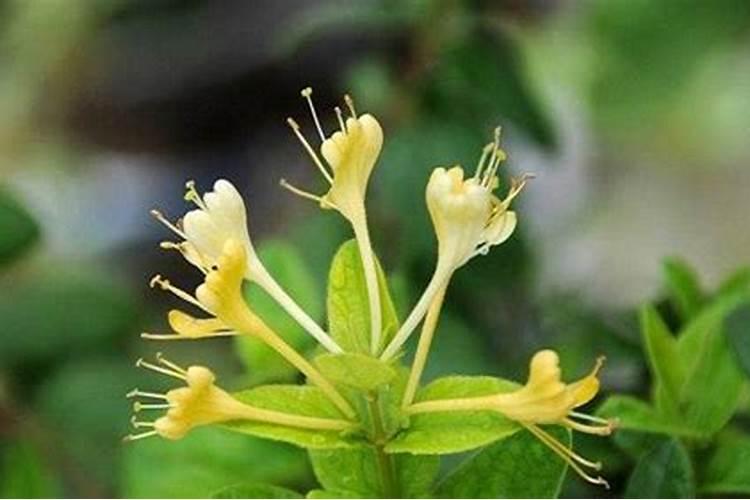 菜花什么时候育苗好 菜花育苗的技术要点介绍