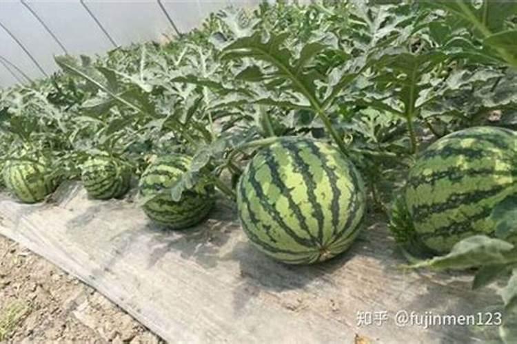 樱桃树施什么肥好