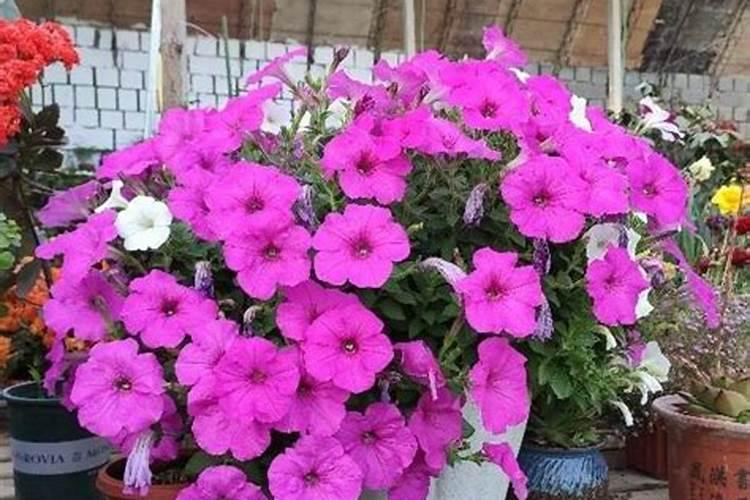 什么花肥所有植物通用  什么肥料适合所有的花卉盆景