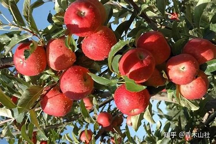 兰花需要经常浇水吗