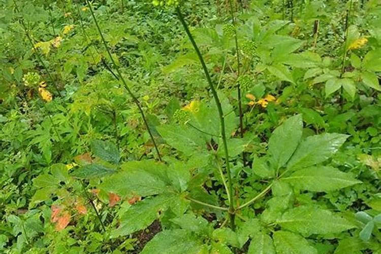 田七可以插枝种植吗？