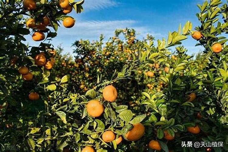 小麦拔节期后喷什么叶面肥？硼肥加上它喷2次,增产很明显