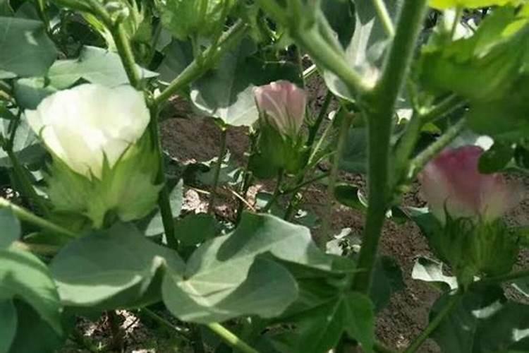 最近想给地里的棉花施肥,买什么肥料施肥？
